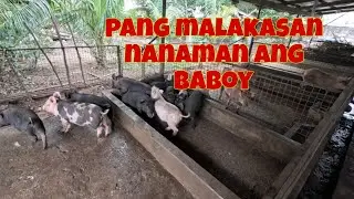 Its a busy day today | Ang ganda ng mga stock na baboy ngayon | Pakain tayo ng isda