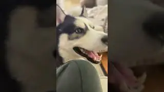 #funny #dogtalk #husky