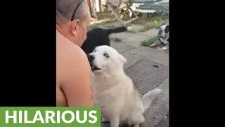 Howling dog throws tempter tantrum for BBQ
