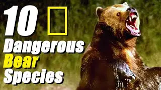How Strong and Dangerous are these 10 Bear Species?