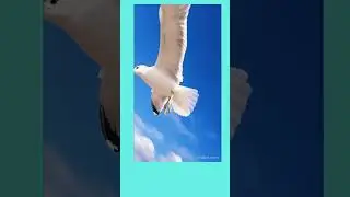 Seagull pun video