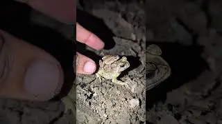 Funny frog makes you laugh | big frog makes you laugh | catch frog funny | Frog and Toad #shorts