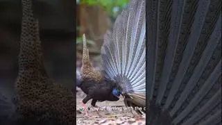 the rare bird is flirting with its partner #birds #shortvideo #shorts #viral