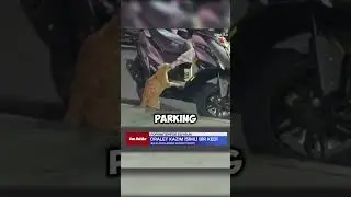 Cat Gets CAUGHT Stealing and Arrested for it!
