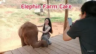 เที่ยว อิลิฟินฟาร์ม Elephin Farm Cafe ปางช้าง หางดง เชียงใหม่