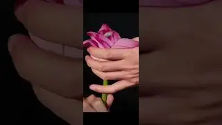 🌸Fresh up your day with this serene video on brewing Lotus Flower Tea!🍵