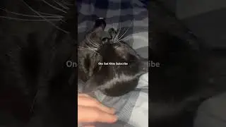 One Sad Kitty Subscribe #cats #catshorts