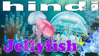 Jellyfish Ki Duniya | Amazing Jellyfish Life in the Wild | WildEye Discovery 