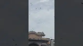 Traveling to Jaipur ( birds chirping)