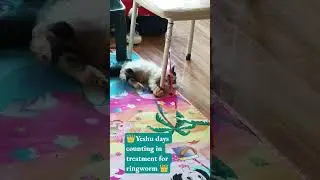 yeshu in a day .#catsroom #catscatscats #catblogger #treatment #ringworm #catstrend #catvideos