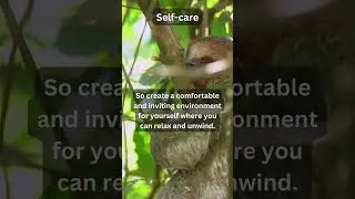 Love Yourself Like Sloths - #lessons #motivational #animalwisdom #shorts #youtubeshorts #short #cats