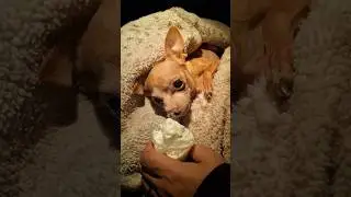 Whose dog loves their pup cups from places?👍🐾😎 #shorts #viral #funny #dog #like #fyp #youtubeshorts