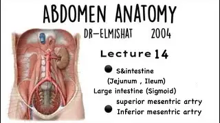 Lecture 14 / Small and Large intestine & SMA and IMA
