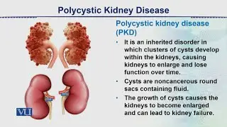 Urinary Tract Infection | Animal Form & Function 2 (Theory) | ZOO517T_Topic112