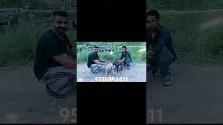 #pets#pocketbully#bullybreed#pakistan #doglover#photography#funny#punjabi#song#viralvideo#art#breed
