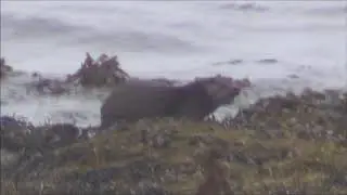 DOG OTTER LOCH NA KEAL SEPT 2017