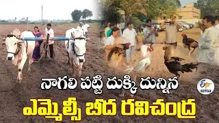 MLC Beeda Ravichandra Ploughs Fields With Oxen in Karatampadu