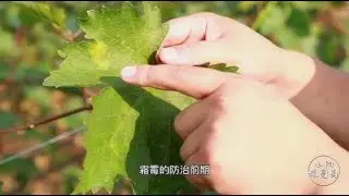 最近葡萄霜霉病大爆发，该如何治疗和预防？今天给大家重点说一下