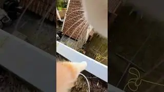 Cat Adventure