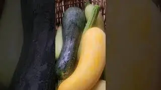 Five Types of Courgette | Zucchini #homegrown #kitchengarden #vegetables #courgettes #zuchinni