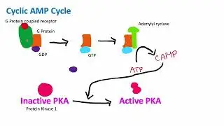 Cyclic AMP Mechanism | Cell Biology | Biology