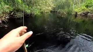 Trip SG BELINU