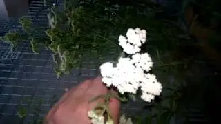 Plante medicinale pentru iepuri,pelinul,coada soarecelui / cresterea iepurilor