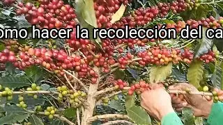 como hacer la recoleccion del cafe