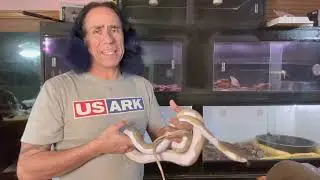 How I tame my retics