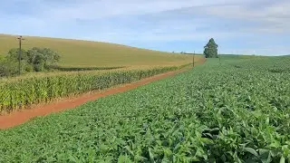 CHEGOU O FIM de 2025 🙏✔️ SOJA E MILHO PRODUZINDO 