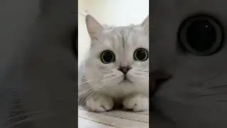 cute cat #cat #catlover #viralvideo #cute #dethuong #kitten #xhuong #cutecat #pets #funny #shorts