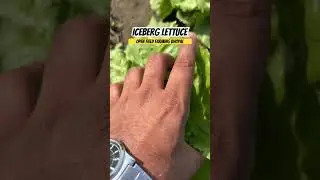 Iceberg Lettuce 🥬 Open Field Farming in Bhopal 😳🚜#iceberg #lettuce #farming