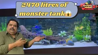 Inside a 2470 Litre MONSTER TANK | Arowana, Stingrays, Oscars & More!🐟🎏