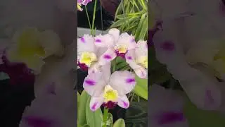 Eye-catching compact flared Cattleya Orchid 👀👀👀