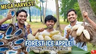 ICE APPLE HARVESTING AND EATING || ice Apple harvesting in jungle @cookingvillge07