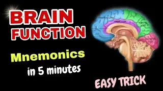 Easy Mnemonics to Memorize Human Brain Parts and Functions| Funny trick for Biology