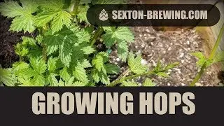 Growing Your Own Hops | Sexton Brewing