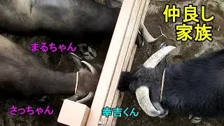 仲良し家族　Water buffalo(アジアスイギュウ)　多摩動物公園