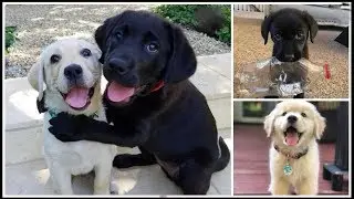 Ultimate Funny Dogs Compilation 2019. Try Not To Laugh or Grin