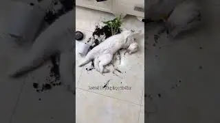 Cats getting better at acting 🥸 #cat #cute