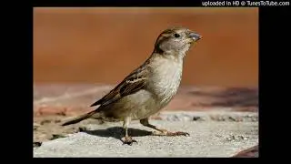 8-3-18 vocal transitions