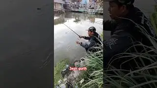 savory fish #fishing #mancing #tawes #mancingtawes #mancingmania #shorts