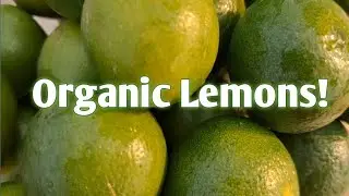 Lemon plant grow in pot | Manure to get  more Lemon | Harvest Organic Lemon