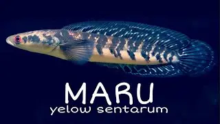 CHANA MARU HARGA 25.000 KAYA APA SI WUJUDNYA