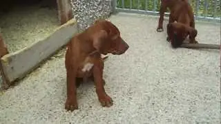Rhodesian ridgeback pup's for sale