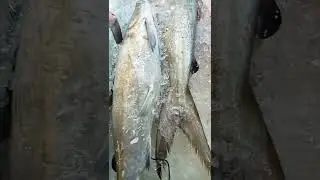 Marine catfish#shorts #catfish #ikanduri #bigfish #marine#fish