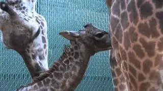 Giraffe Born at the Houston Zoo