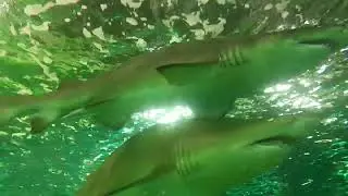 Sharks, Penguins, and Stingrays in Sydney Sealife aquarium.   #shark #penguin #stingray #Sydney