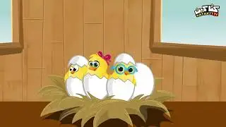 هصيصان شو حلوين.. asafir 🐔🐔🐣🐣🐤🐤🐥🐥
