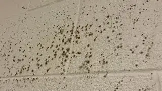 &lsquo;Mold. Mold. Mold.&rsquo; Former Cedar Point workers describe dorm conditions, park pushes back
